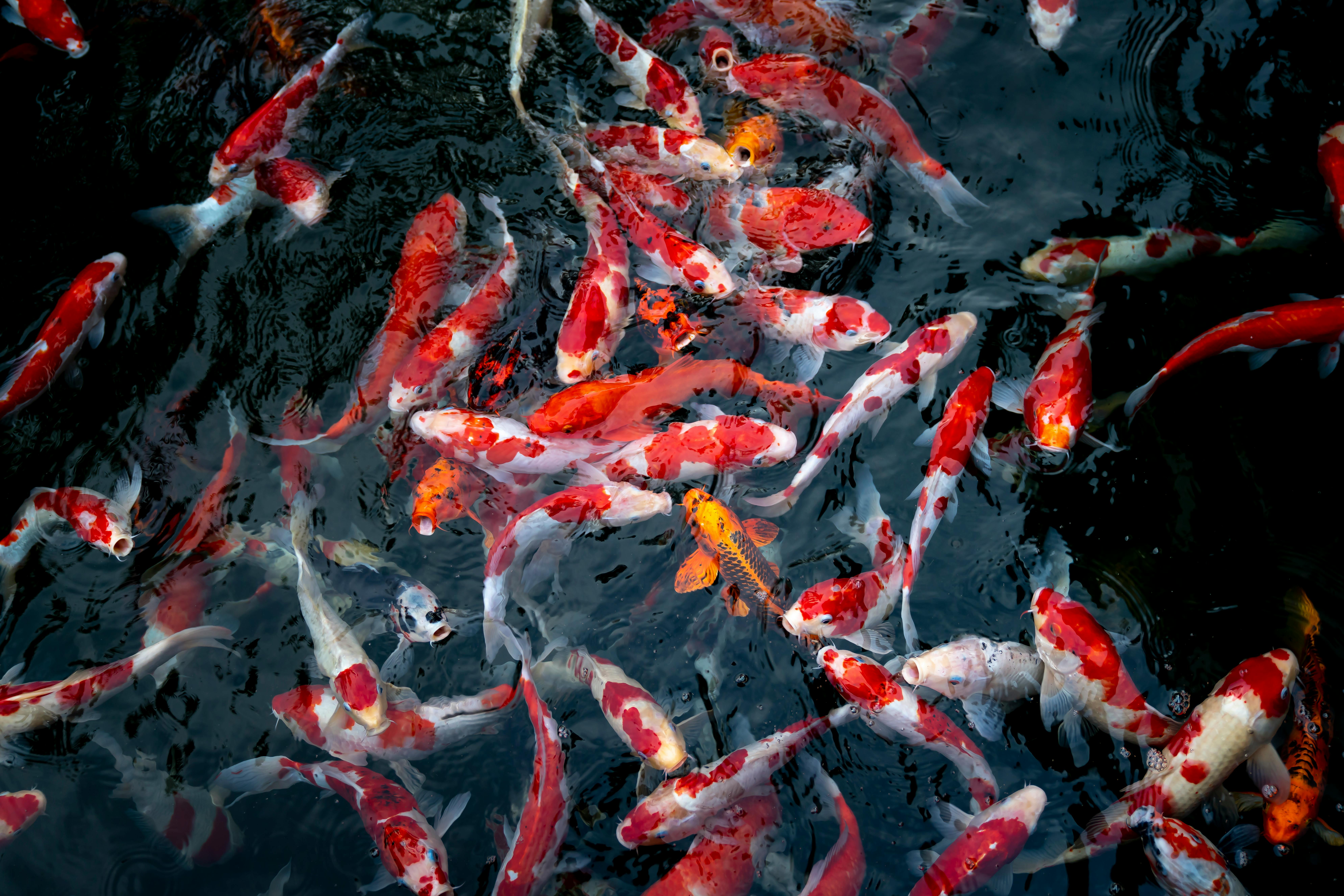 Fish / Aquaculture Use